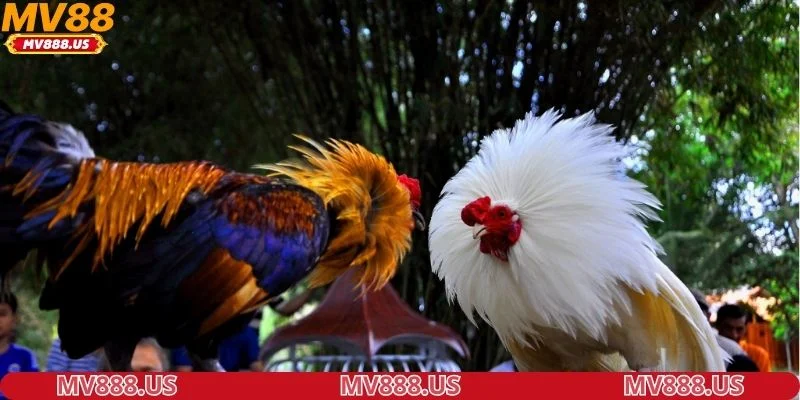 so-luoc-ve-sanh-da-ga